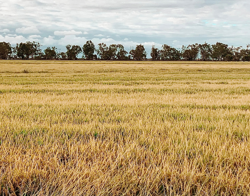 Australian Farmers Expecting a Bumper Crop 2021