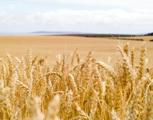 Australian farmers expecting an excellent crop 2022